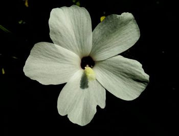 Close-up of flower against black background