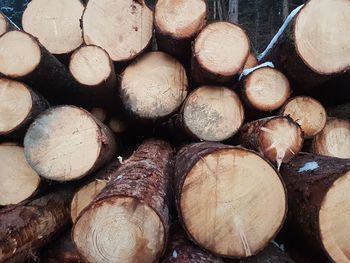 Full frame shot of logs in forest