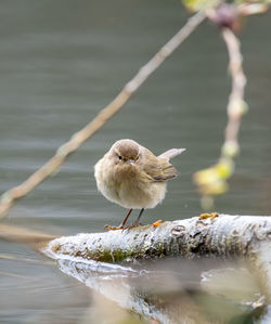 Close-up of bird perching on a lake