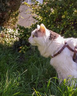 View of a cat on field