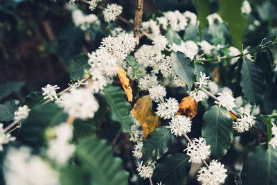 Close-up of white flowering plant