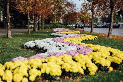 Close-up of yellow flowering plants in park