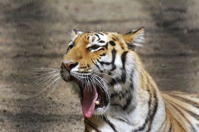 Close-up of tiger