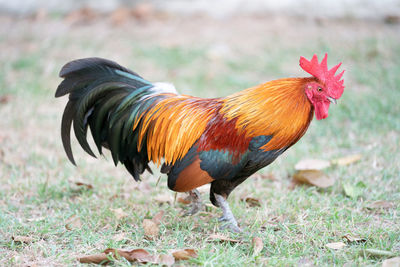 Close-up of rooster on land