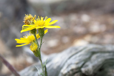 Close-up of yellow flowering plant