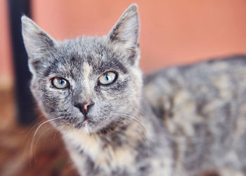 Close-up portrait of cat