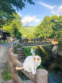 View of a cat by plants against trees