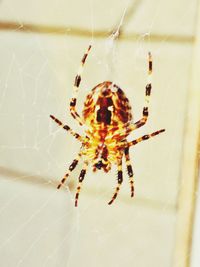 Close-up of spider