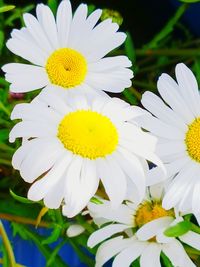 Close-up of white daisy flower