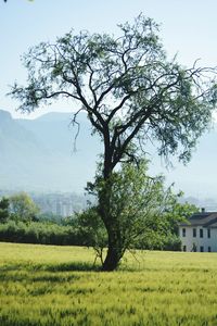 Trees on grassy field