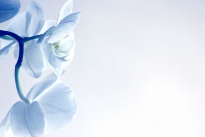 Close-up of beautiful white orchid flower