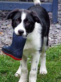 Portrait of a dog on field