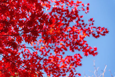 Low angle view of maple tree against sky