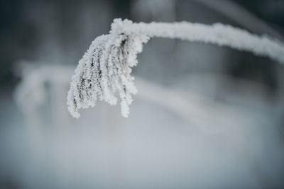 Close-up of frozen ice