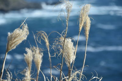 Close-up of dried plant on land