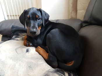 Black dog lying down at home