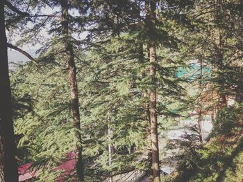 Low angle view of trees in forest