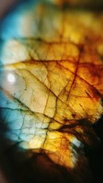 Close-up of autumn leaf