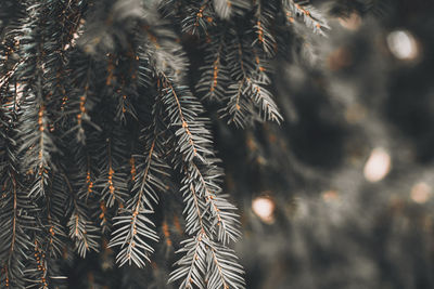 Closeup of pine branches and blurred background