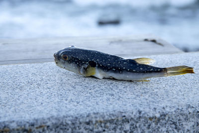 Close-up of frozen fish on beach 
