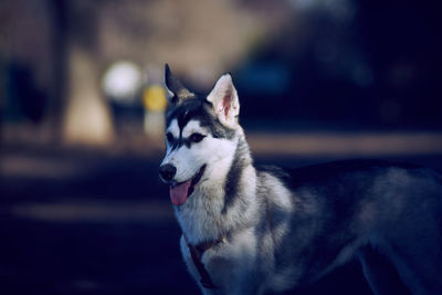 Close-up of a dog looking away