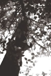 Close-up of maple leaves on tree