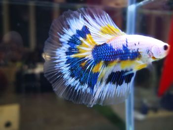 Close-up of fish swimming underwater