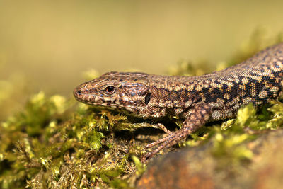 Close-up of lizard on land