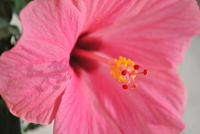 Close-up of hibiscus flower