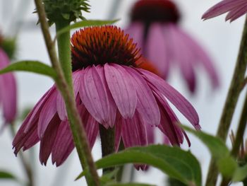 Close-up of coneflower blooming outdoors