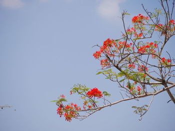 Low angle view of flowering plant against sky