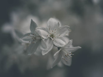 Close-up of white cherry blossoms