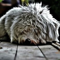 Close-up of dog sleeping