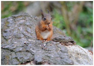 Squirrel on rock