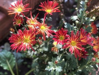 Close-up of red flowering plants