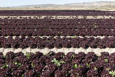 Plants growing on field