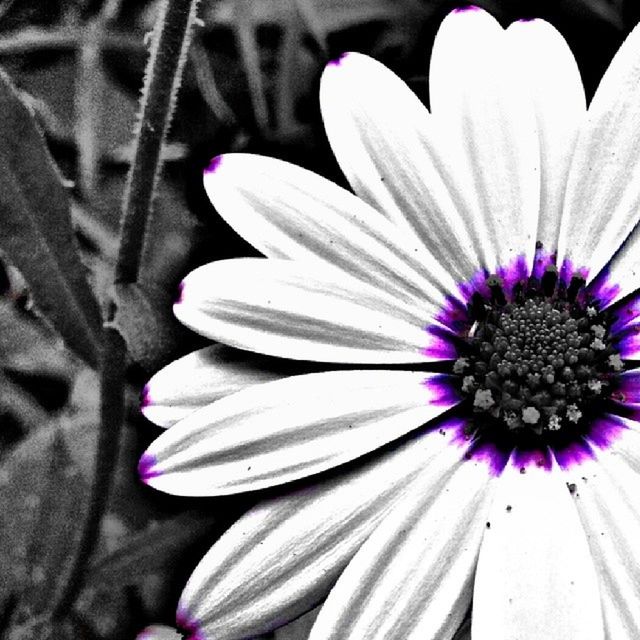 flower, petal, freshness, flower head, fragility, close-up, beauty in nature, pollen, growth, purple, nature, blooming, in bloom, stamen, high angle view, single flower, plant, white color, botany, focus on foreground