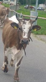 Close-up of cow standing outdoors