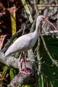 Close-up of bird perching on a branch