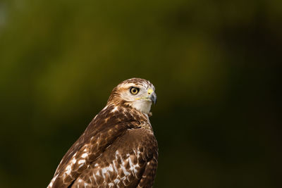 Close-up of a bird looking away