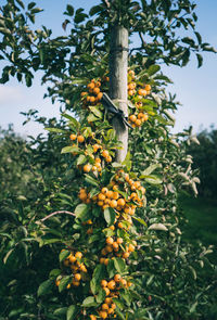 Low angle view of fruits growing on tree