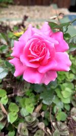 Close-up of pink rose blooming outdoors