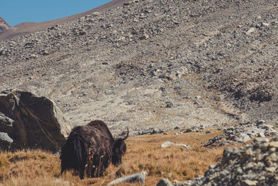 View of a horse on field