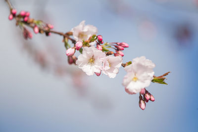 Close-up of pink cherry blossom tree