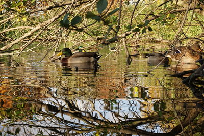 Reflection of trees in lake