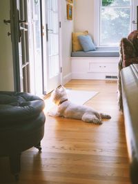 Dog relaxing on floor at home