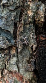 Close-up of insect on tree trunk