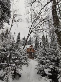 Snow covered trees and buildings against sky