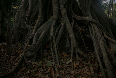 Close-up of roots on tree trunk