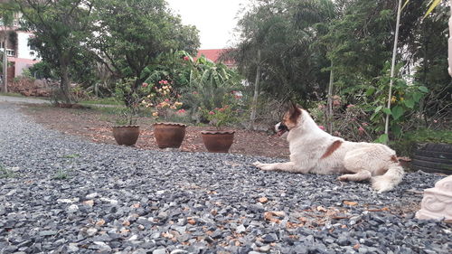 Cat sitting in a park